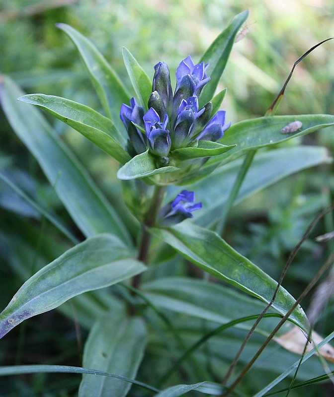 Image of Gentiana cruciata specimen.