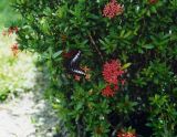 Ixora coccinea. Ветви цветущего кустарника с бабочкой Партенос Сильвия (Parthenos sylvia). Малайзия, о. Борнео, рядом с центром изучения орангутангов Сепилок, джунгли. Октябрь 2004 г.