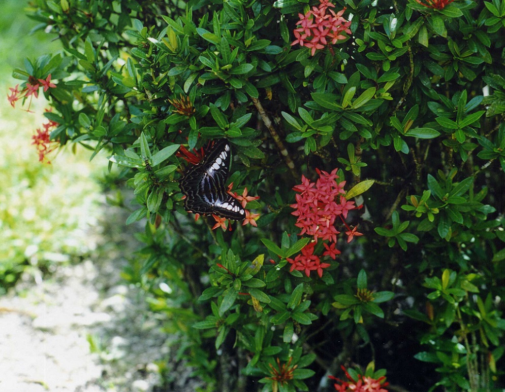 Image of Ixora coccinea specimen.