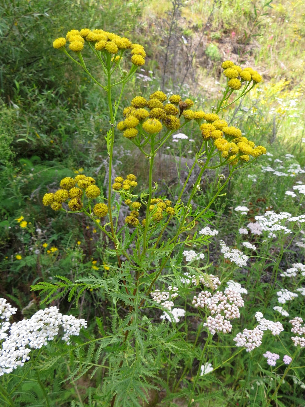 Image of Tanacetum vulgare specimen.