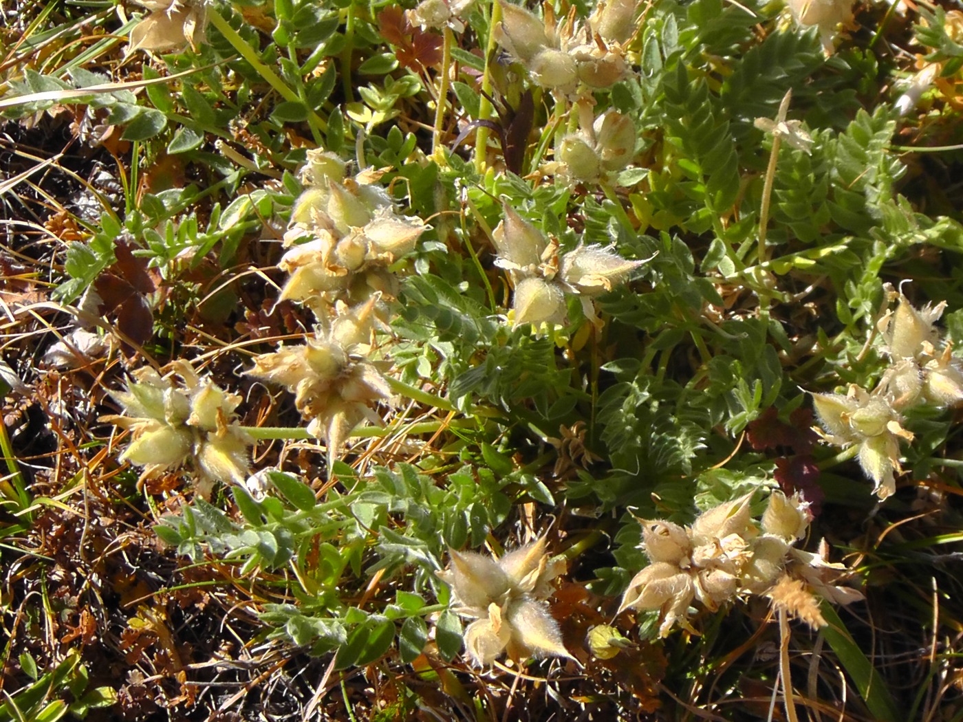 Image of genus Oxytropis specimen.