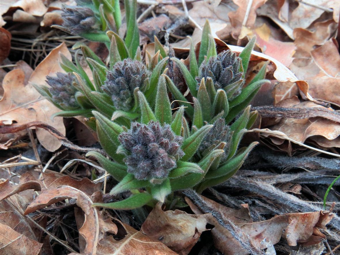 Image of Pulmonaria angustifolia specimen.