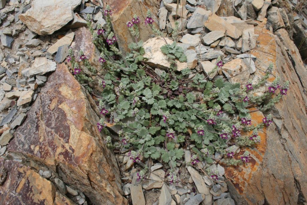 Image of Veronica microcarpa specimen.