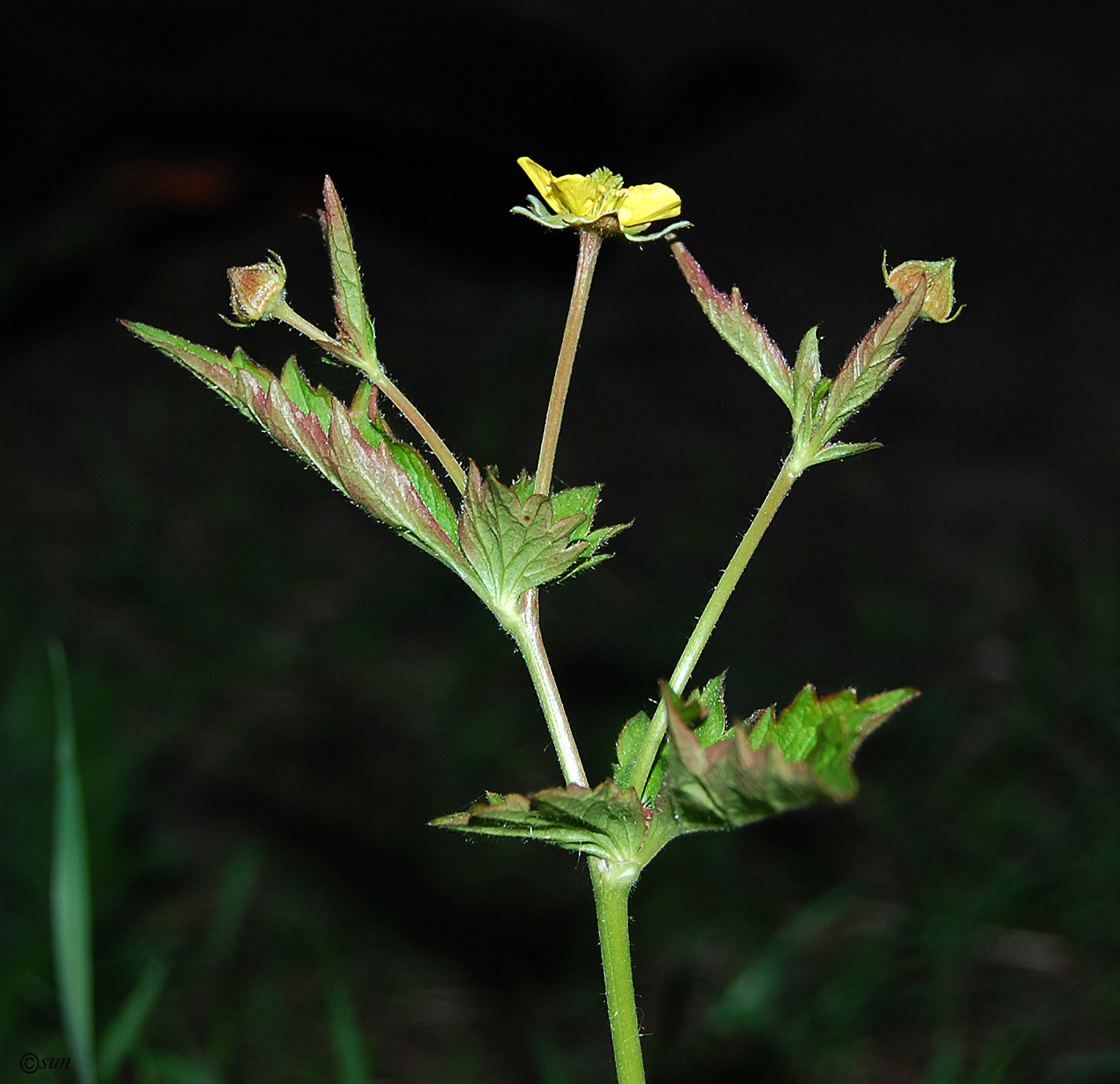 Изображение особи Geum urbanum.