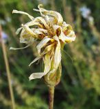 Scorzonera stricta