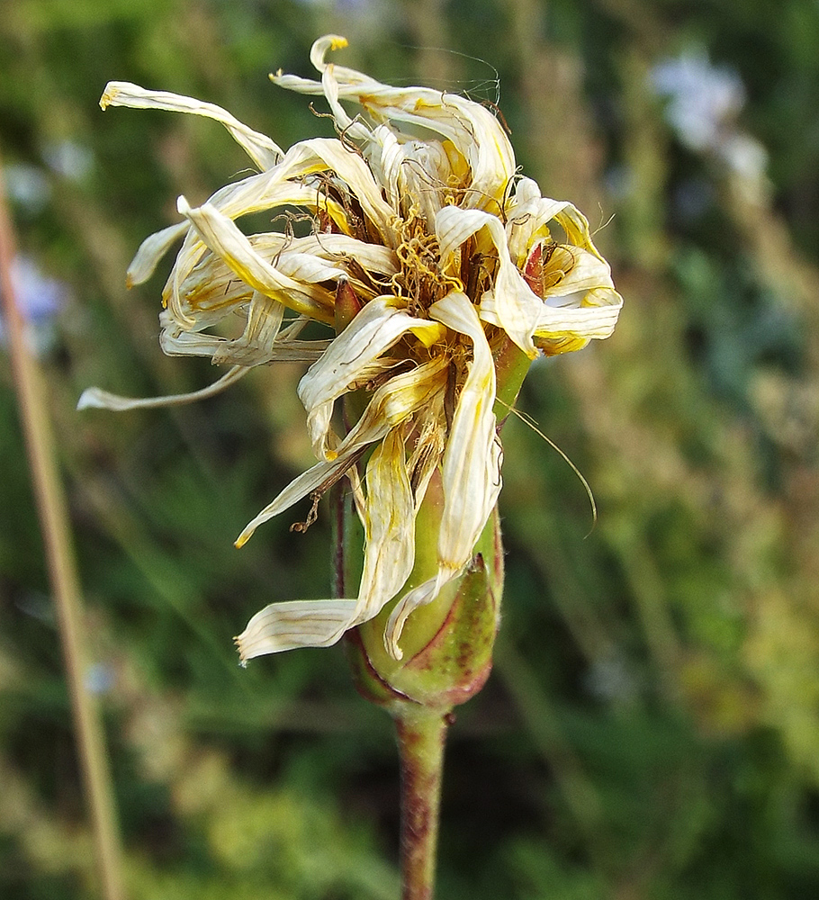 Изображение особи Scorzonera stricta.