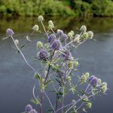 Eryngium planum