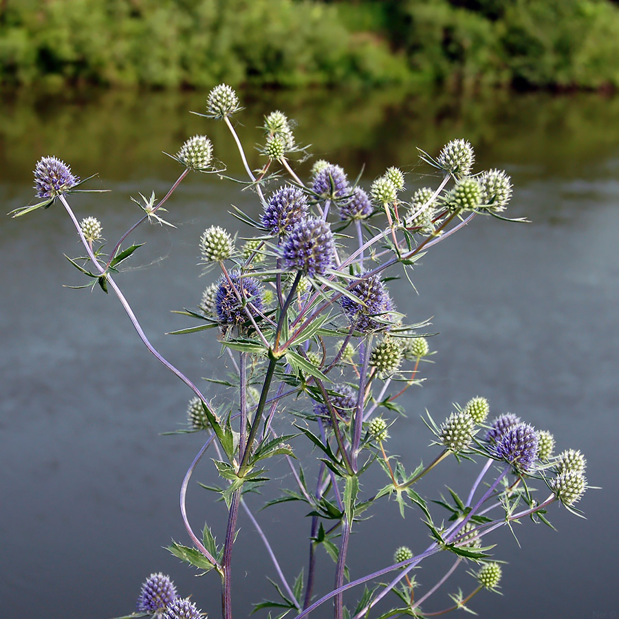 Изображение особи Eryngium planum.