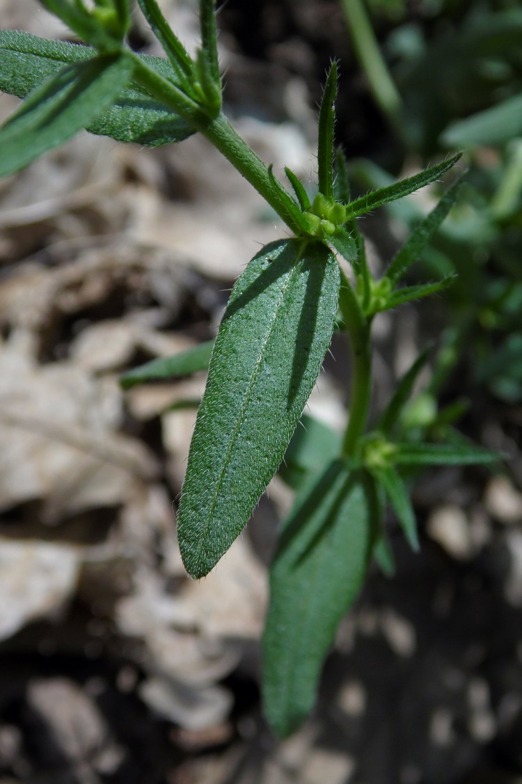 Image of Buglossoides arvensis specimen.