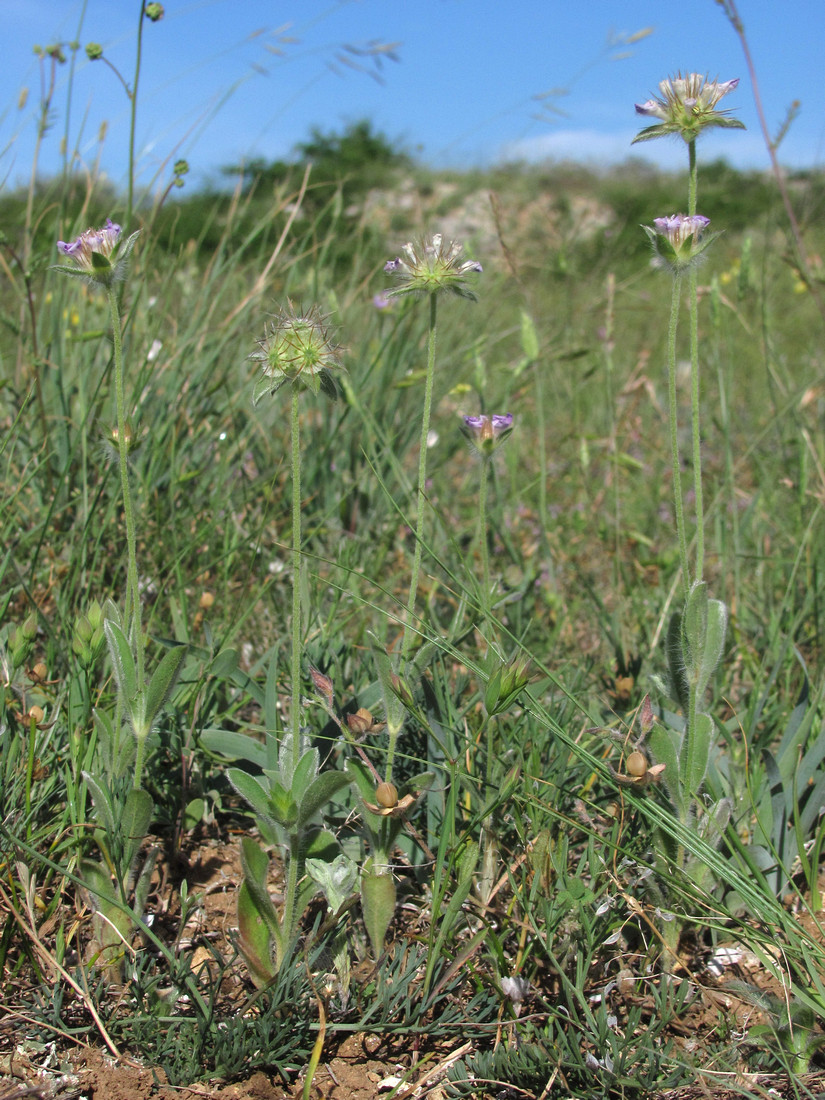 Изображение особи Lomelosia brachiata.