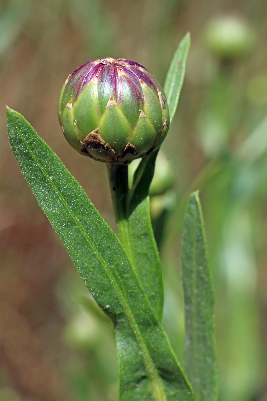 Image of Centaurea behen specimen.