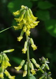 Astragalus frigidus