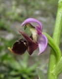 Ophrys oestrifera. Цветок. Краснодарский край, м/о город-курорт Сочи, окр. с. Монастырь, просека под ЛЭП. 12 июня 2017 г.