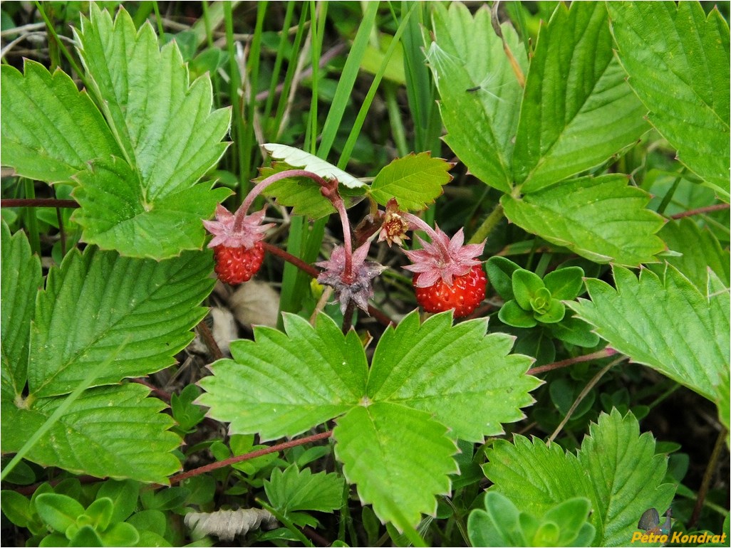 Изображение особи Fragaria vesca.