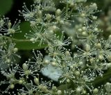 Hydrangea petiolaris