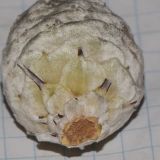 Leucadendron galpinii