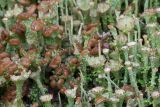 Cladonia gracilis ssp. turbinata
