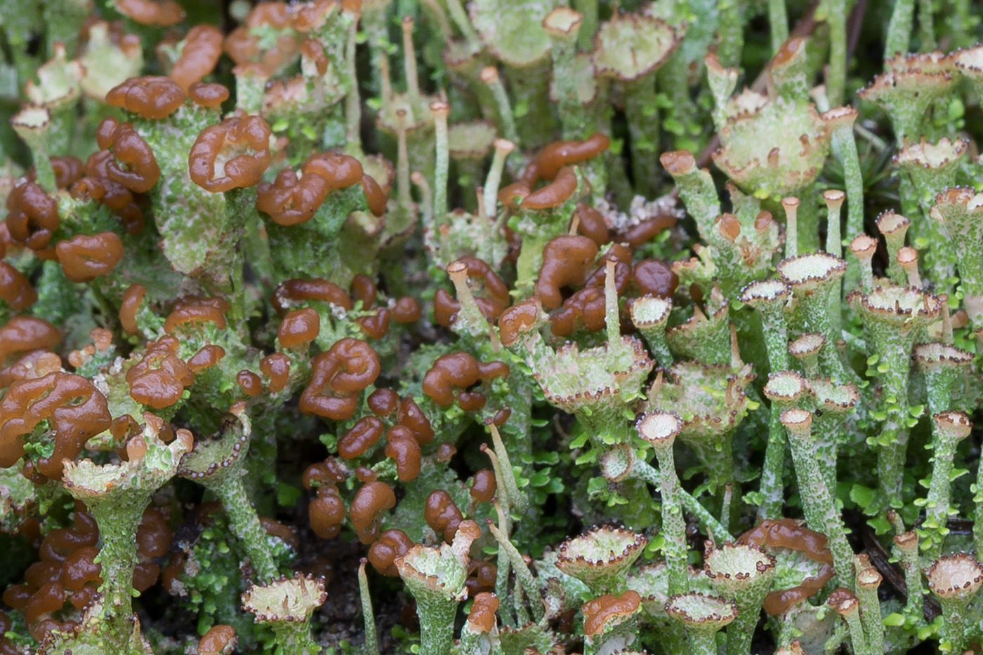 Image of Cladonia gracilis ssp. turbinata specimen.