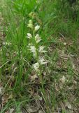 Cephalanthera epipactoides. Цветущее растение. Краснодарский край, м/о город-курорт Геленджик, окр. пос. Светлый, щель Церковная, можжевелово-дубовое редколесье на юго-восточном склоне к водохранилищу. 6 мая 2017 г.