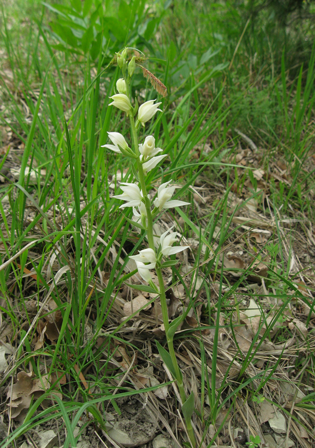 Изображение особи Cephalanthera epipactoides.