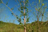 Xanthoselinum alsaticum. Побеги в средней части растения. ЮЗ Крым, Варнутская долина, окр. с. Резервное, луг. 31.07.2017.