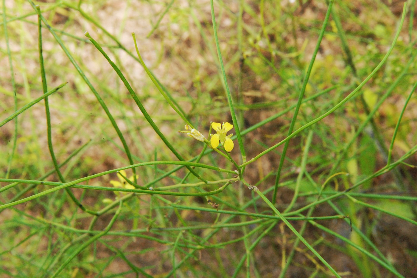 Image of Sisymbrium altissimum specimen.