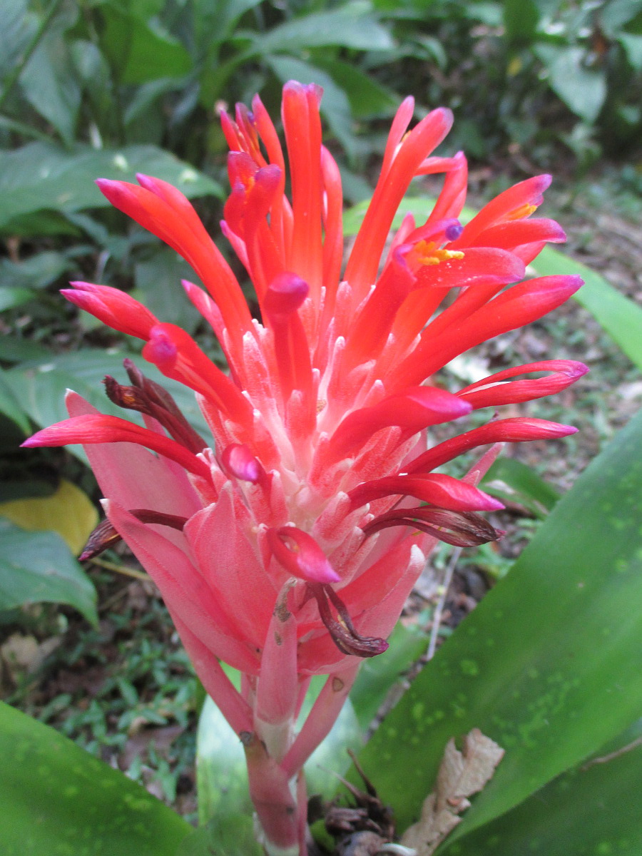 Image of Billbergia pyramidalis specimen.