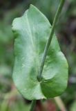 Bupleurum longifolium subspecies aureum. Лист в средней части побега. Алтай, окр. п. Манжерок, сосняк на г. Черепан. 26.08.2009.