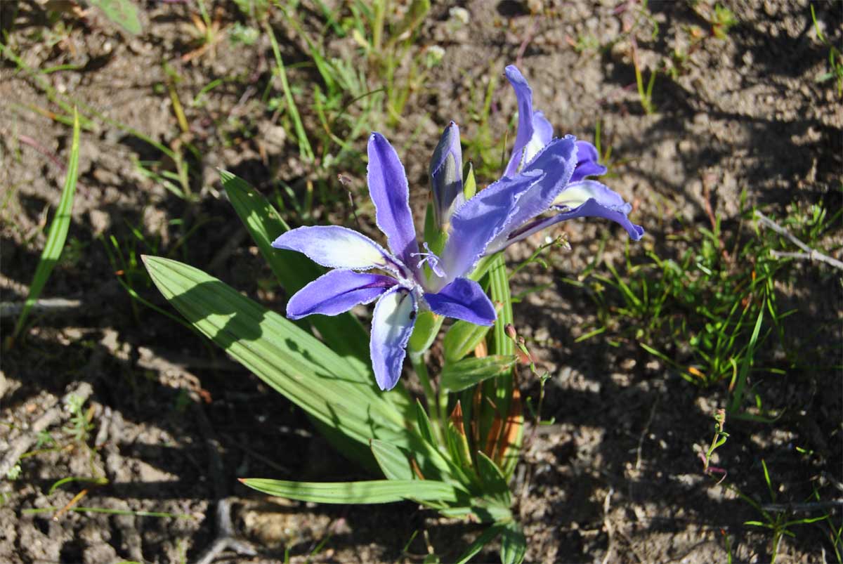 Image of Babiana cedarbergensis specimen.