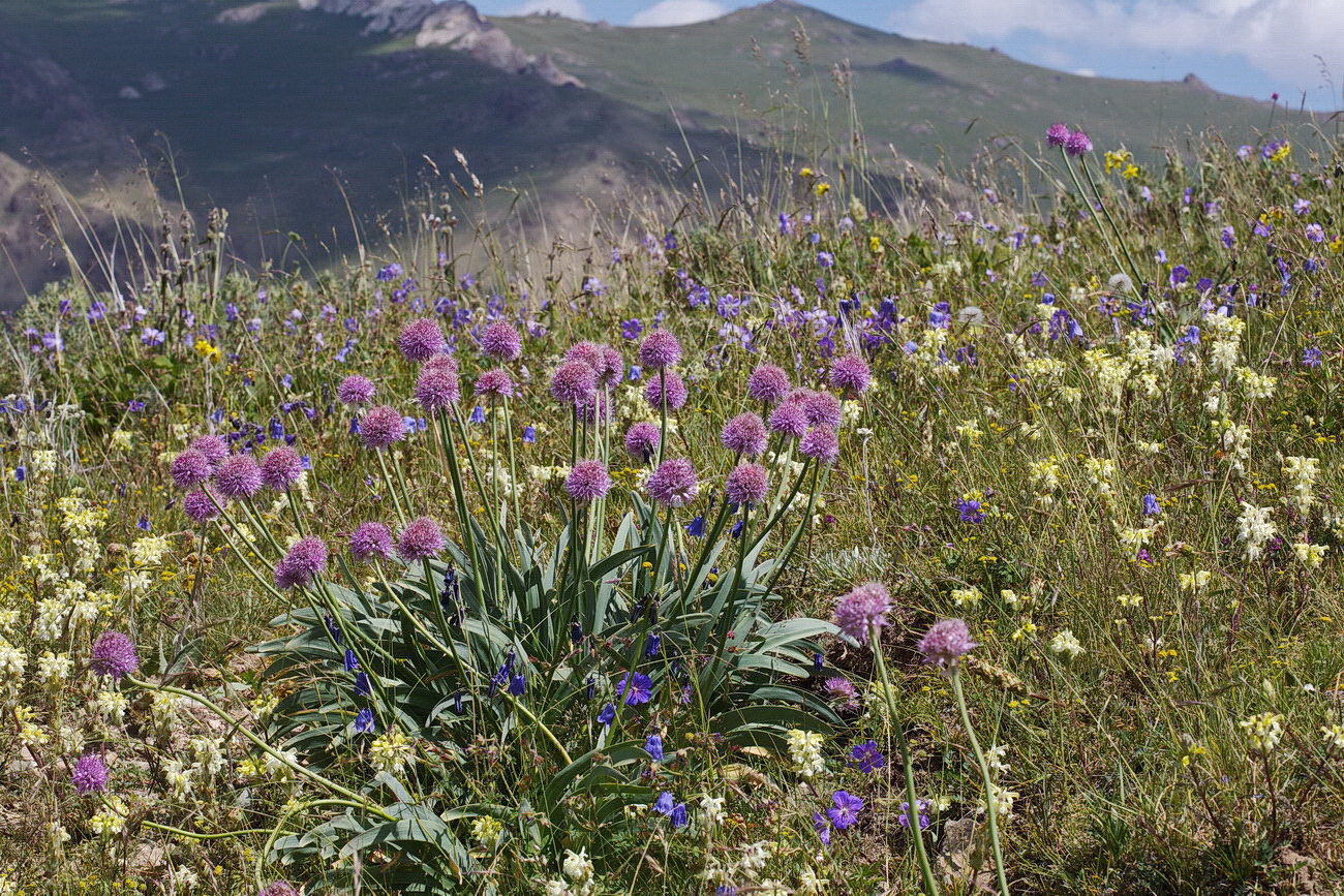 Изображение особи Allium carolinianum.