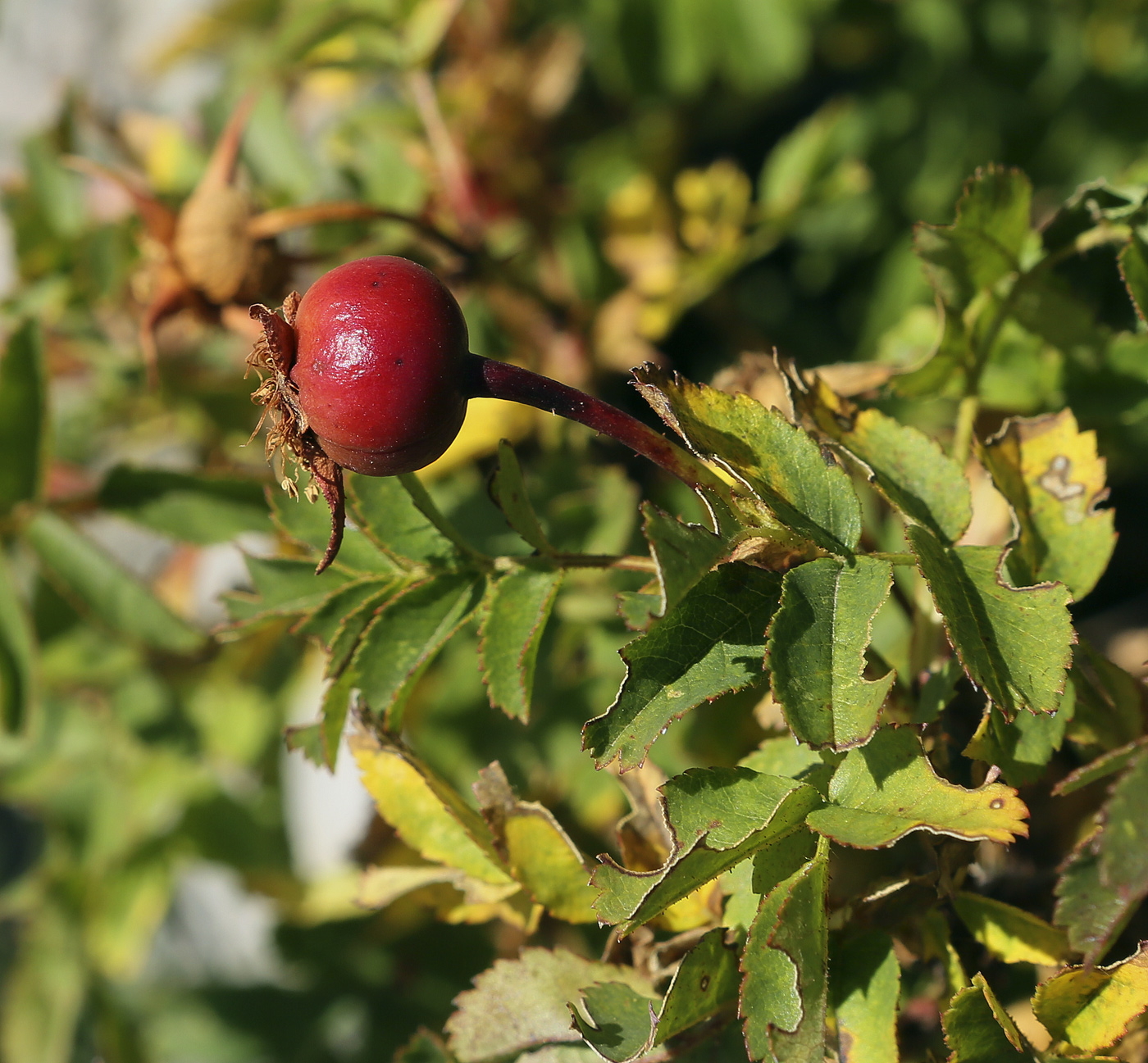 Изображение особи Rosa spinosissima.