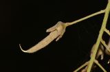 Image of specimen