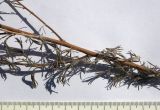 Artemisia marschalliana