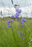 Campanula persicifolia. Верхушки цветущих растений. Ленинградская обл., Волосовский р-н, окр. дер. Пятая Гора, суходольный разнотравно-злаковый луг. 16.07.2017.