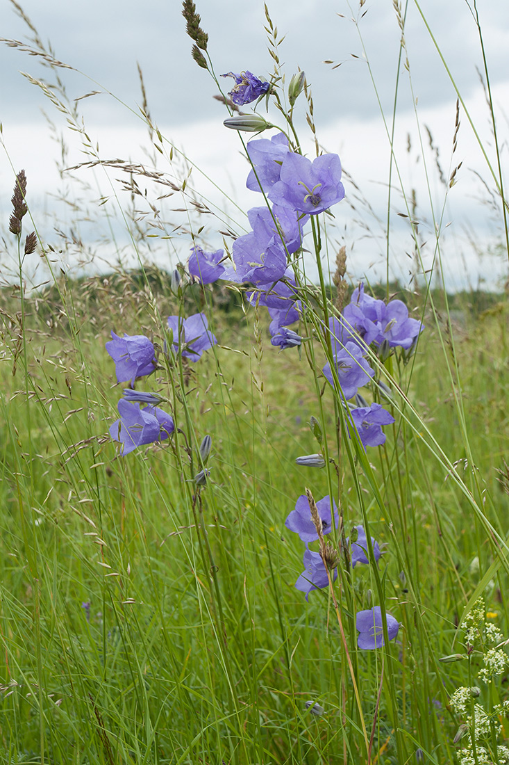 Изображение особи Campanula persicifolia.