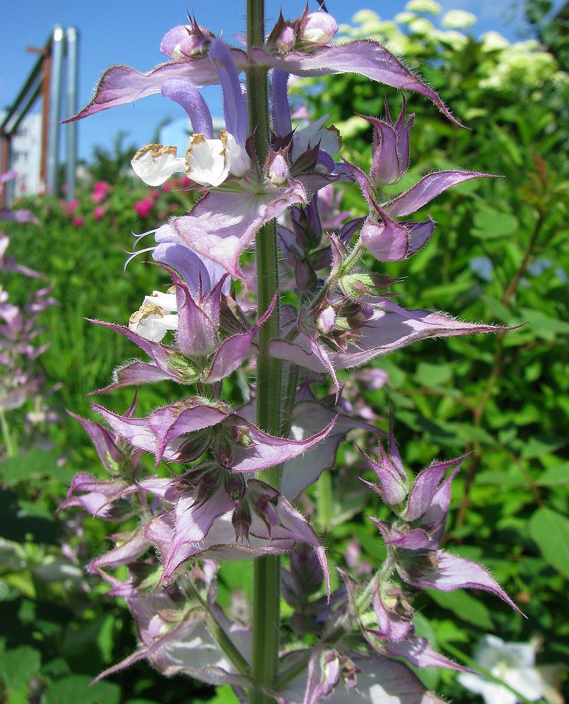 Image of Salvia sclarea specimen.