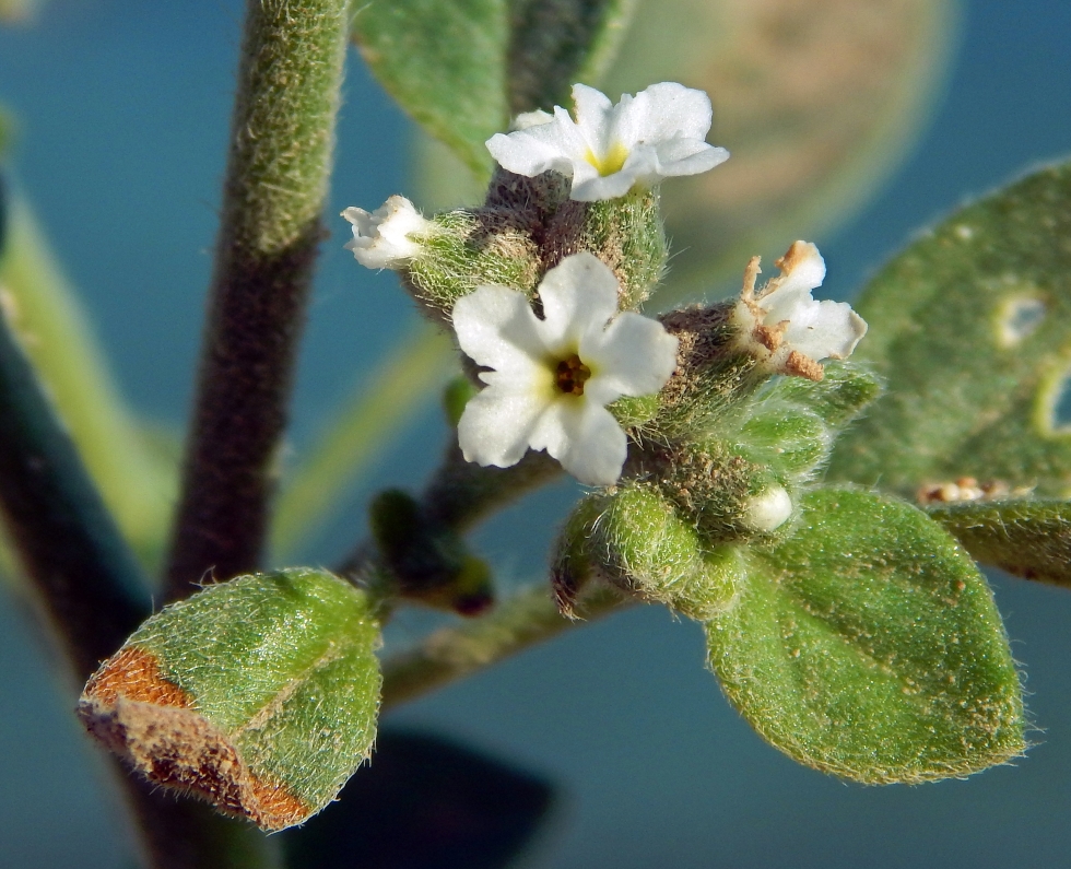 Изображение особи Heliotropium ellipticum.