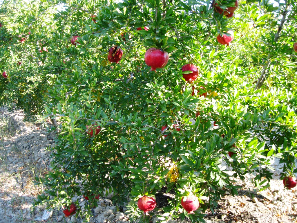 Image of Punica granatum specimen.