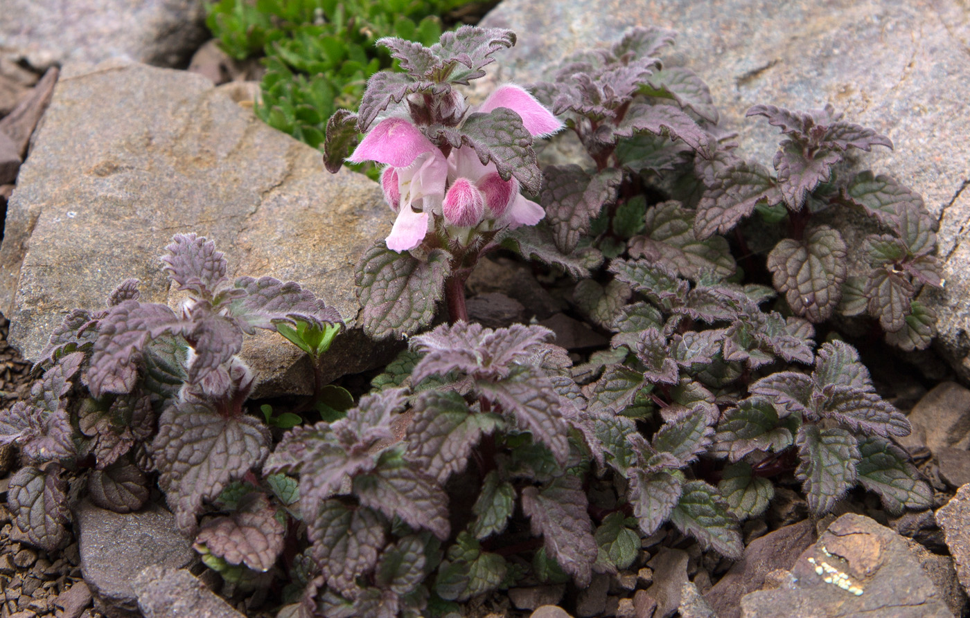 Image of Lamium tomentosum specimen.