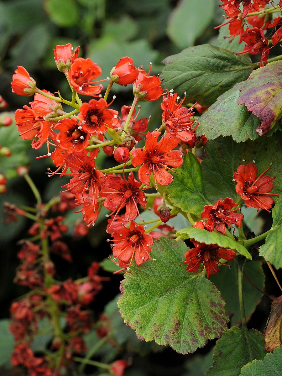 Изображение особи Greyia sutherlandii.