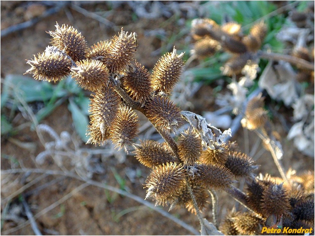 Image of Xanthium orientale specimen.