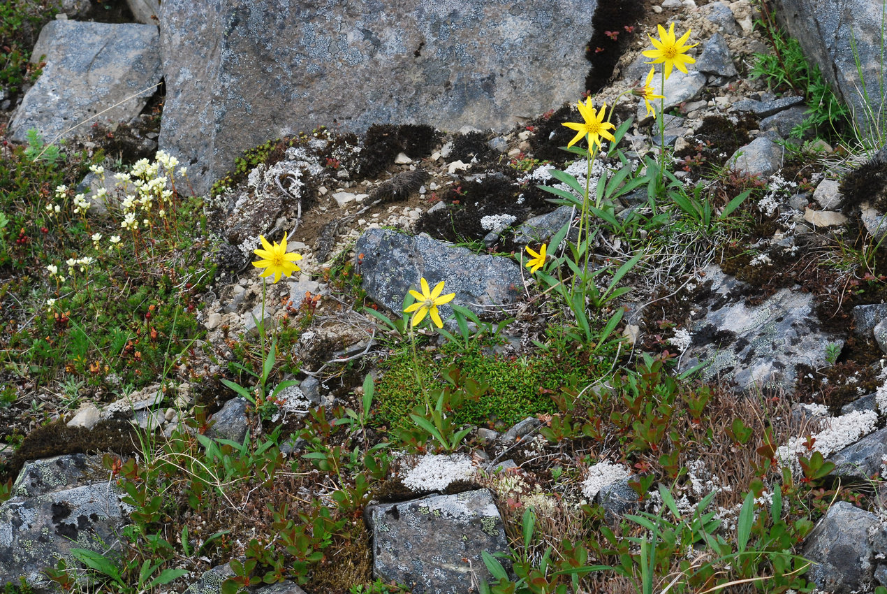 Image of Arnica frigida specimen.
