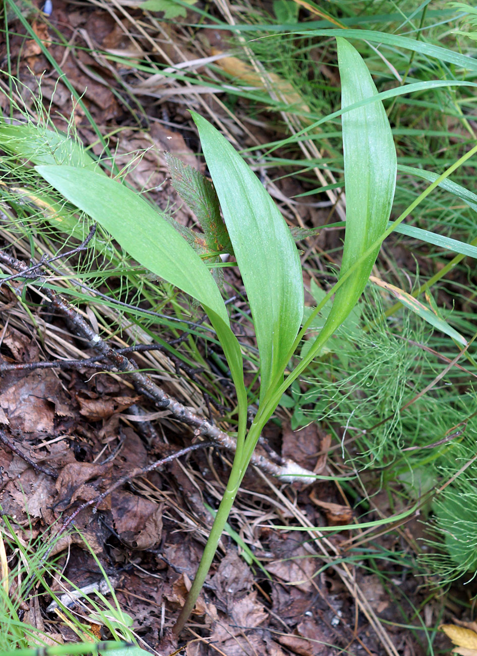 Image of Allium ochotense specimen.