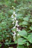 Goodyera repens. Соцветие. Свердловская обл., окр. г. Североуральск, лиственнично-сосново-еловый зеленомошный лес. 08.08.2017.