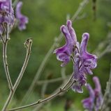 Aconitum septentrionale