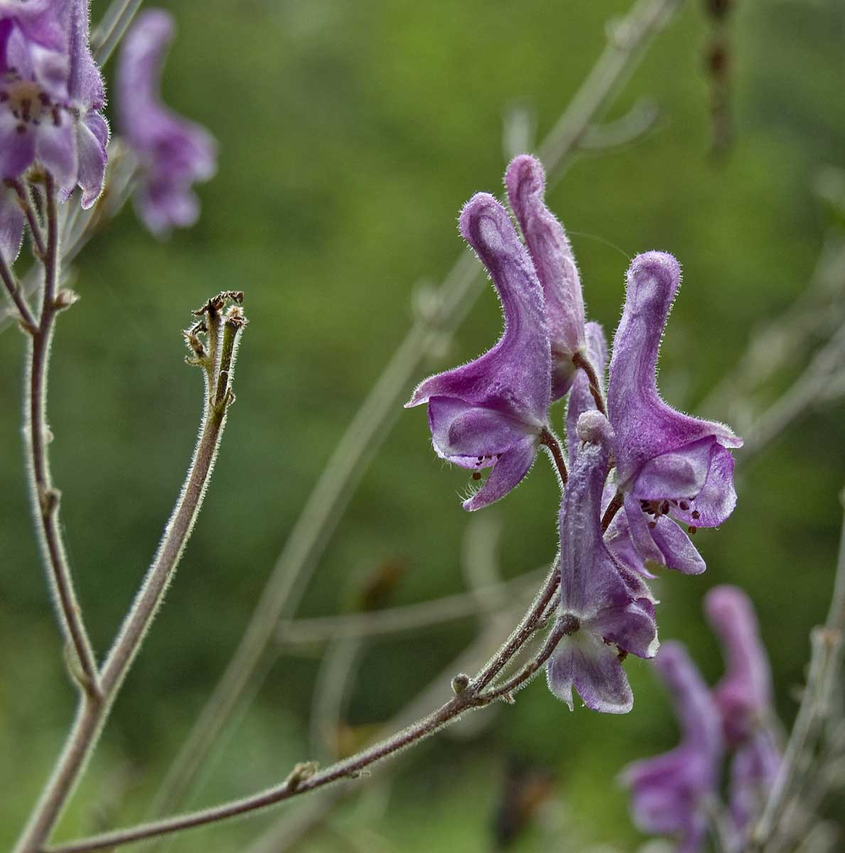 Изображение особи Aconitum septentrionale.