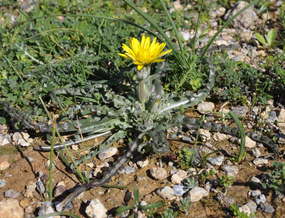 Image of Scorzonera sublanata specimen.