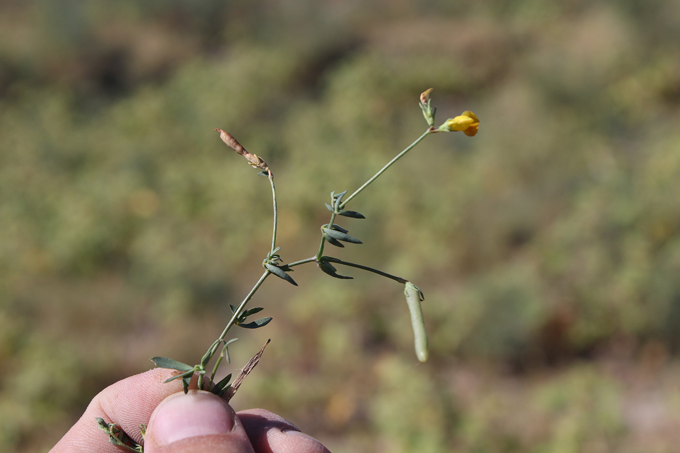 Image of genus Lotus specimen.