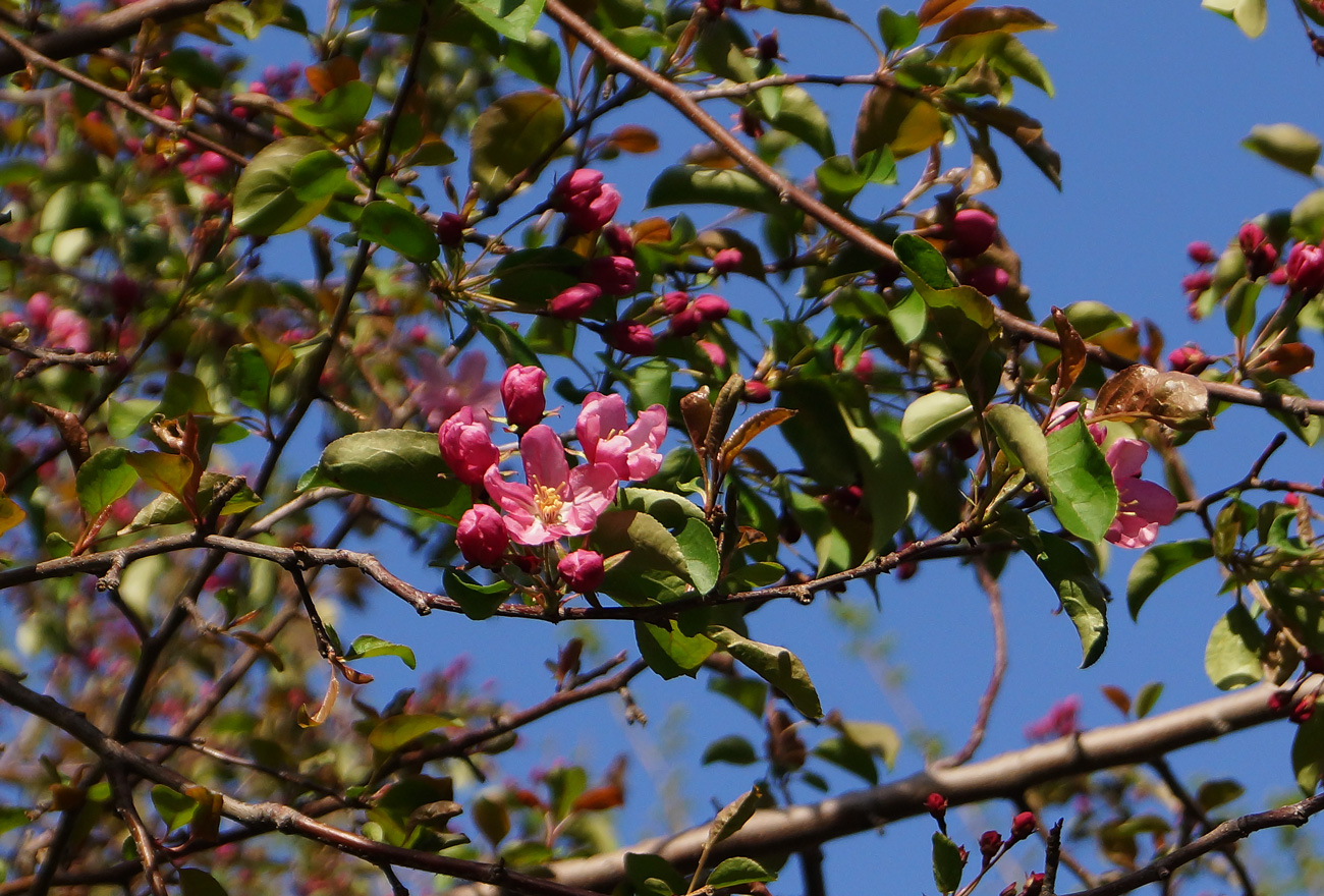 Изображение особи Malus &times; purpurea.