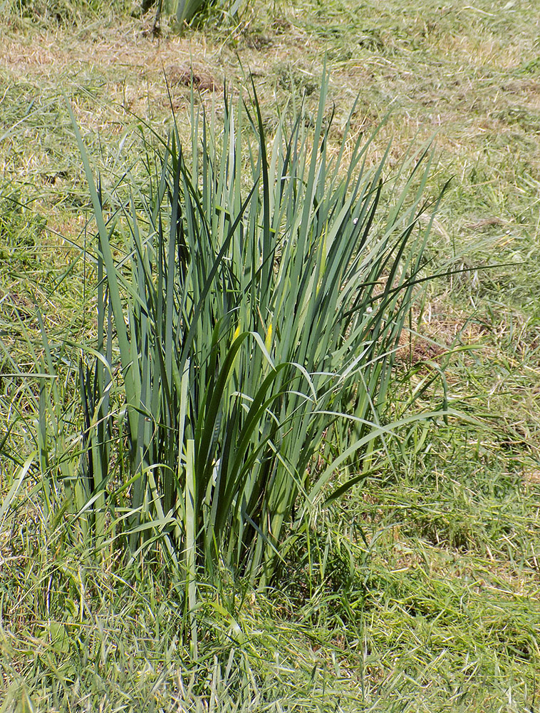 Image of Iris halophila specimen.